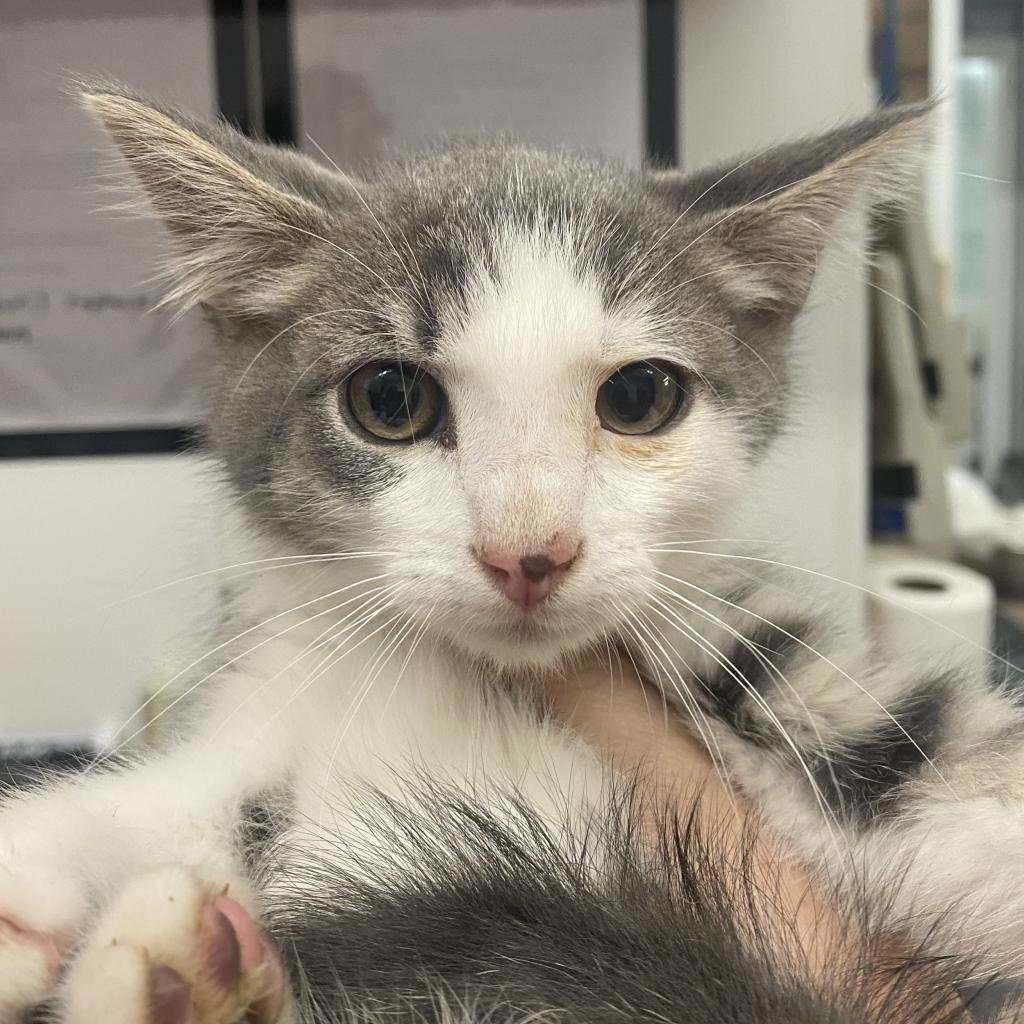 Walnut, Adoptable, Adult Male Domestic Short Hair.