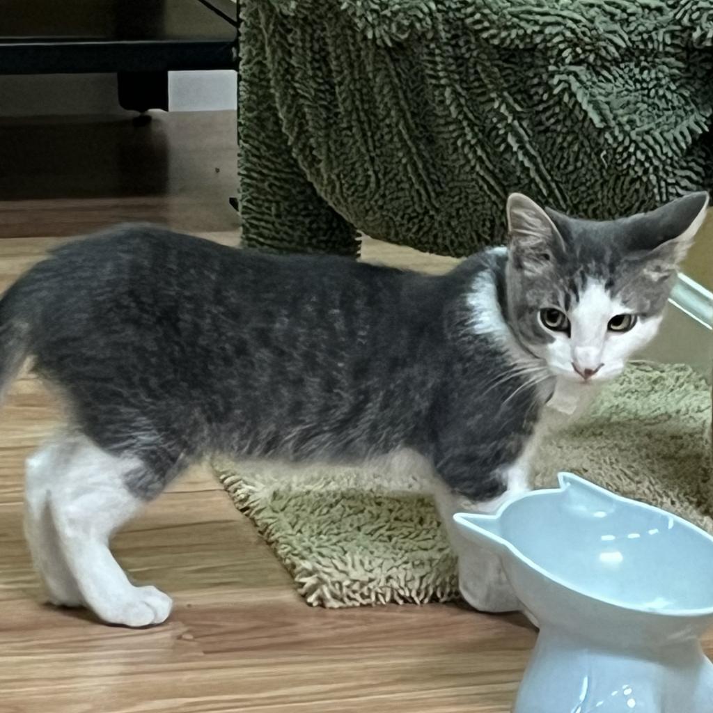 Walnut, a Adoptable Domestic Short Hair in DAYTON, TN image 2/3