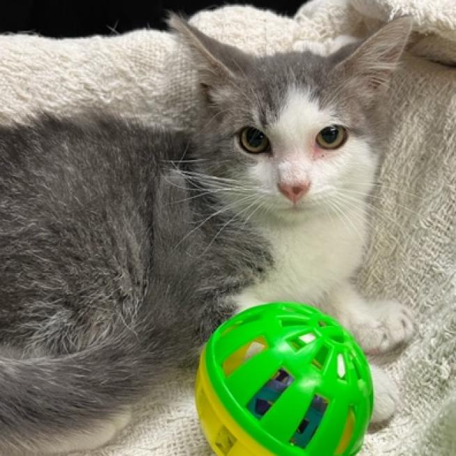 Walnut, a Adoptable Domestic Short Hair in DAYTON, TN image 3/3