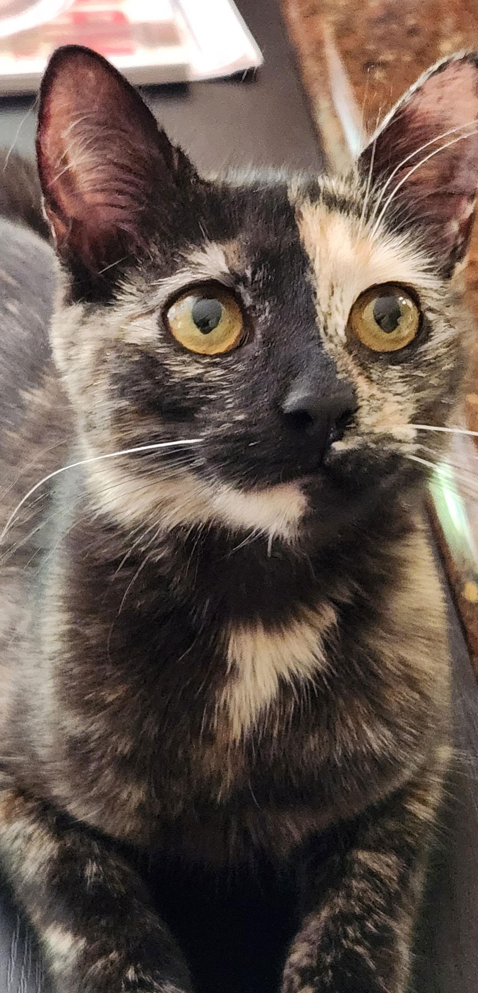 Frenchie, Adoptable, Young Female Domestic Short Hair.