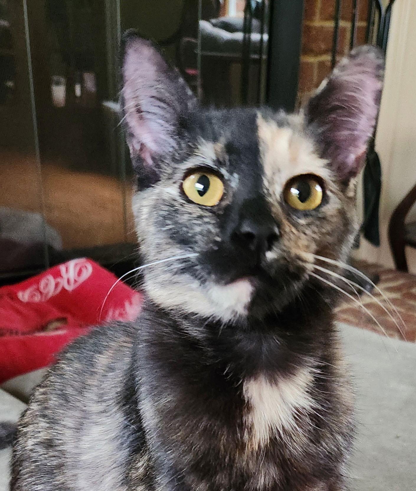 Frenchie, a Adoptable Domestic Short Hair image 2/3