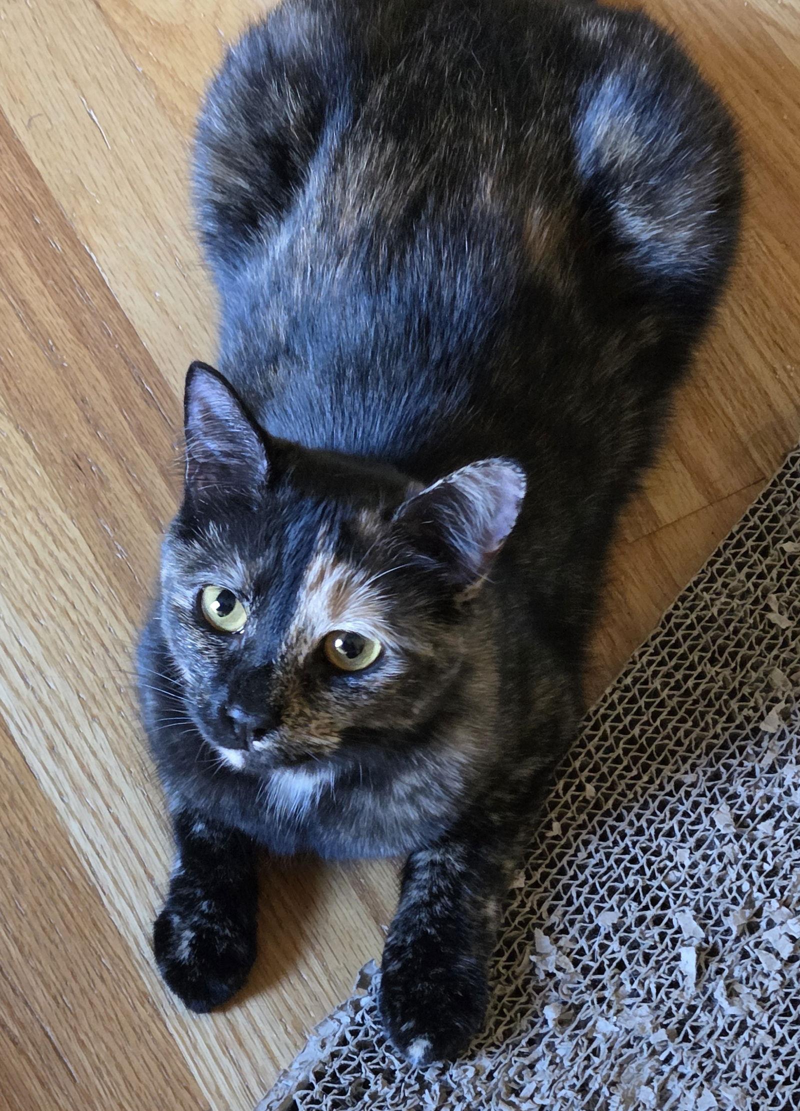 Frenchie, a Adoptable Domestic Short Hair image 3/3