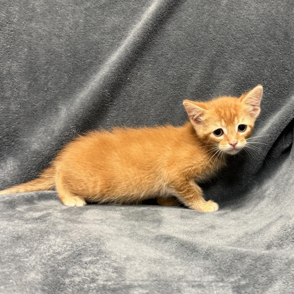 Tamale, a Adoptable mixed breed in Brenham, TX image 2/6