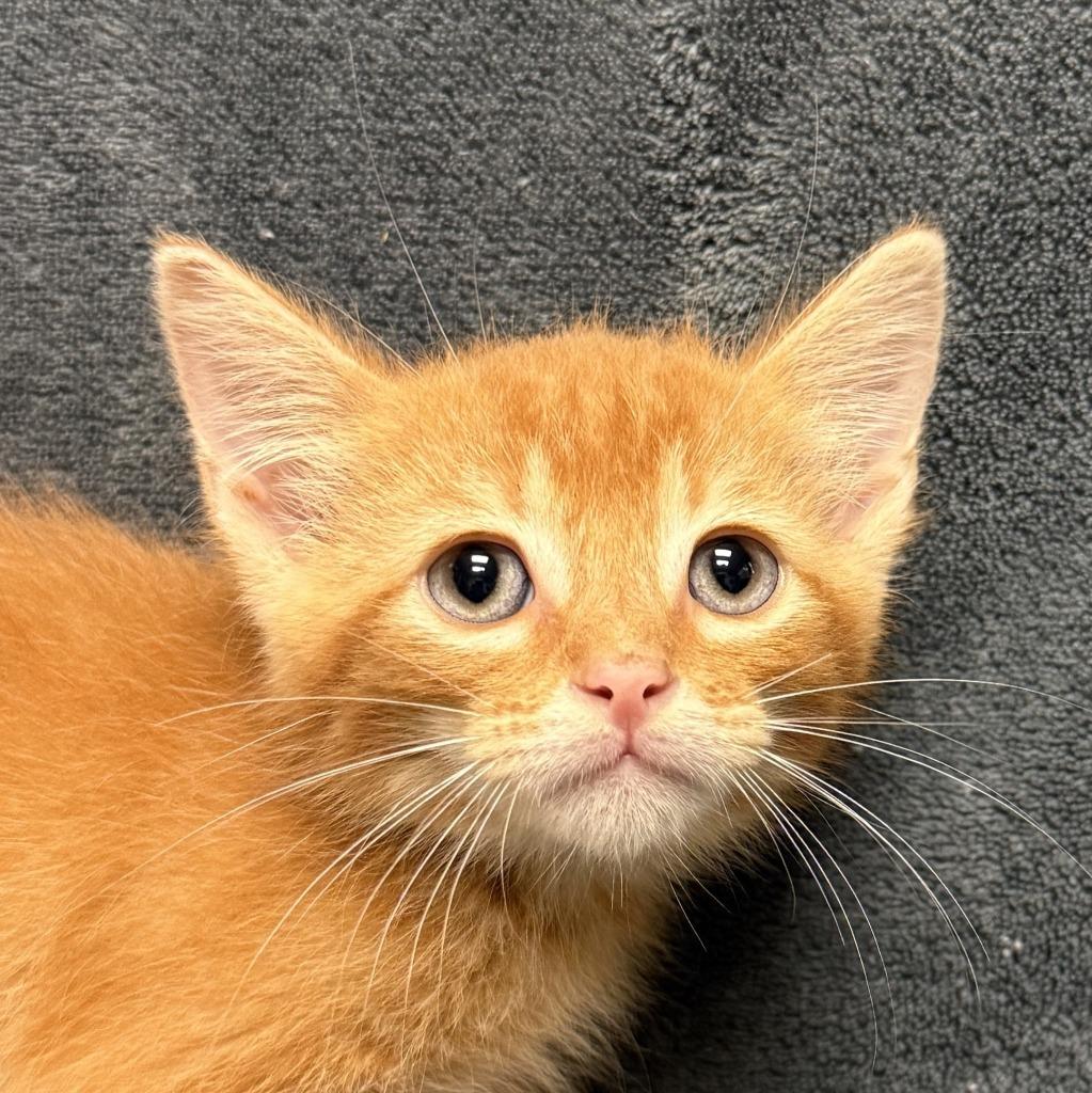 Tamale, Adoptable, Kitten Male Domestic Short Hair.