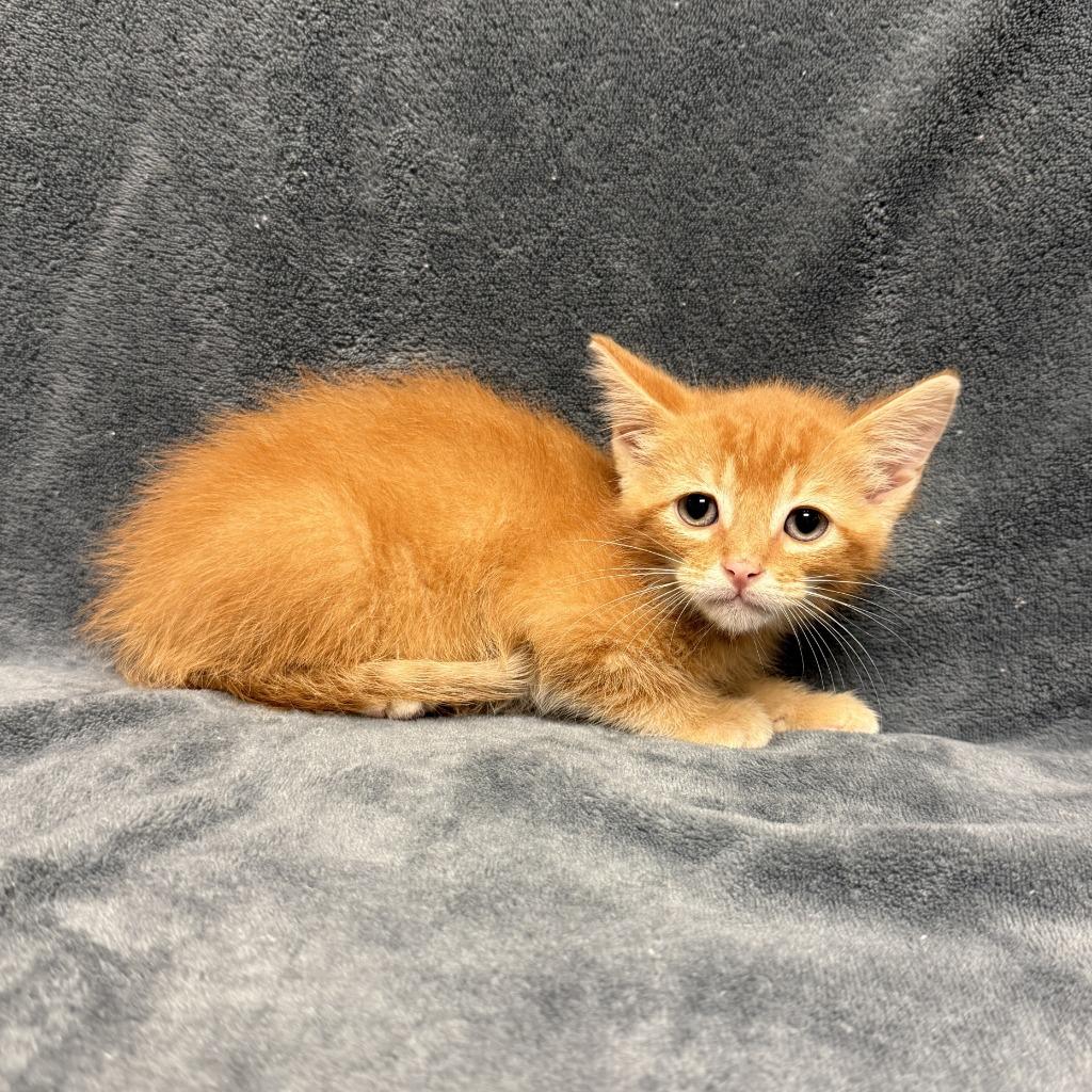 Tamale, a Adoptable mixed breed in Brenham, TX image 6/6