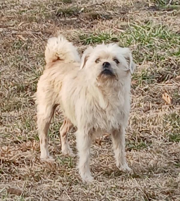 Enlarge Lu Lu , an adopted mixed breed in Lexington, KY image 1/2