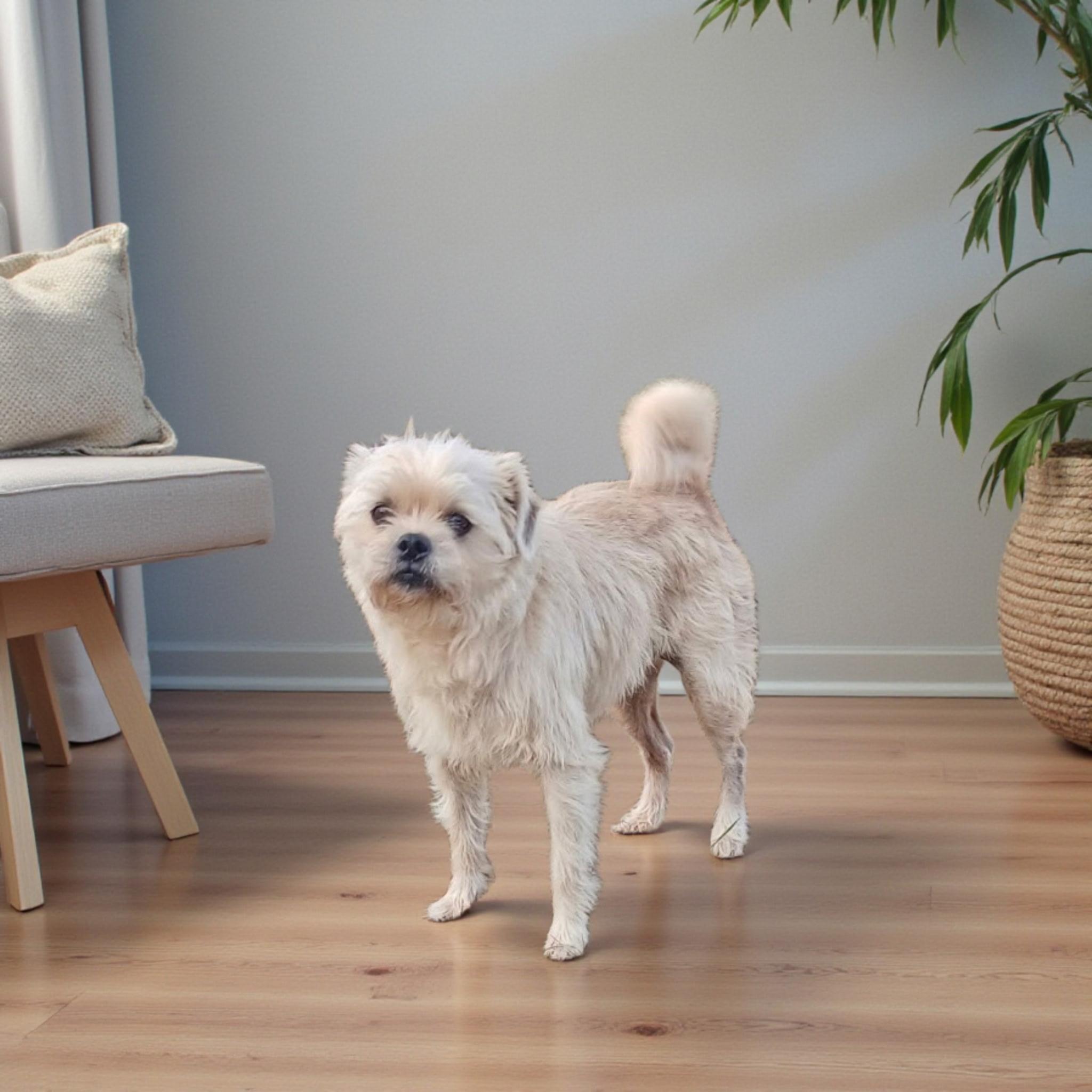 Enlarge Lu Lu , an adopted mixed breed in Lexington, KY image 2/2