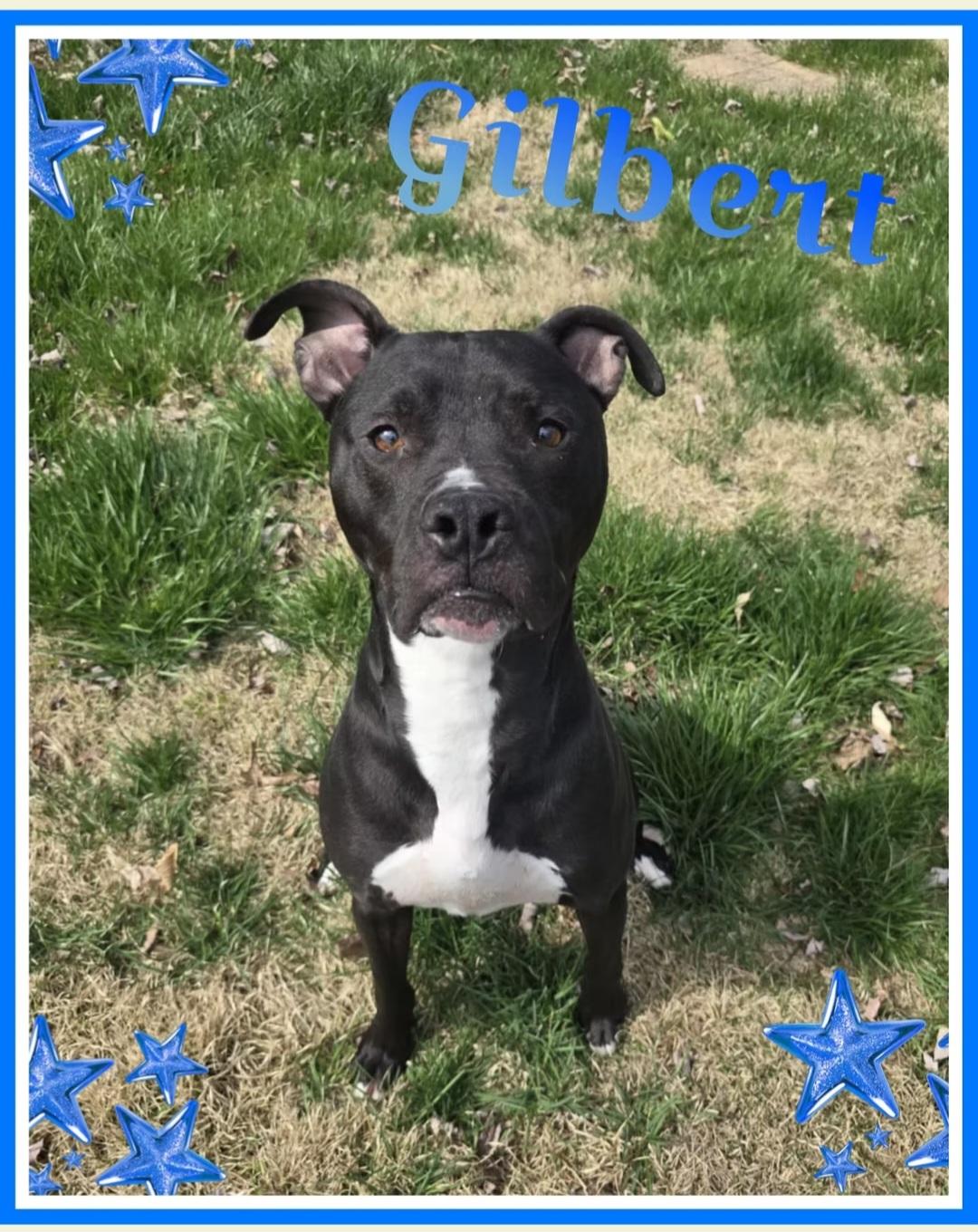 Gilbert, Adoptable, Adult Male Pit Bull Terrier.