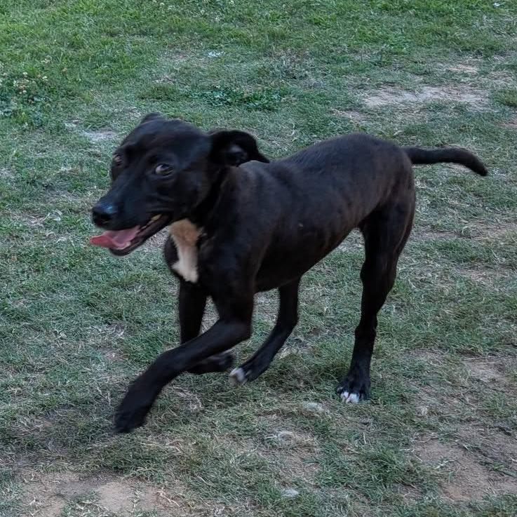 Enlarge LOLA   Available NOW - ADOPTION or RESCUE!, a Adoptable Mixed Breed in Nashville, NC image 1/6