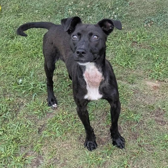 Enlarge LOLA   Available NOW - ADOPTION or RESCUE!, a Adoptable Mixed Breed in Nashville, NC image 2/6