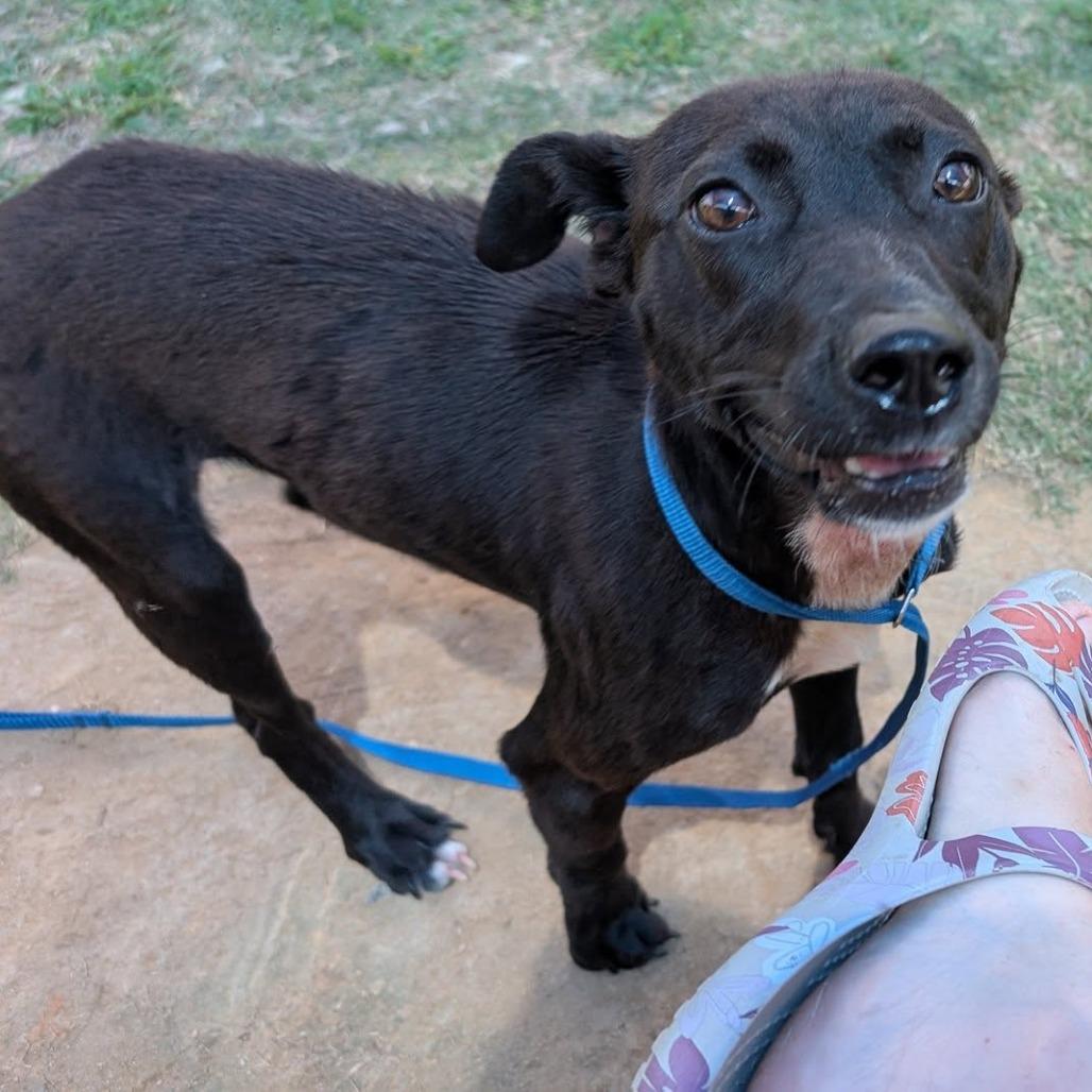 Enlarge LOLA   Available NOW - ADOPTION or RESCUE!, a Adoptable Mixed Breed in Nashville, NC image 4/6