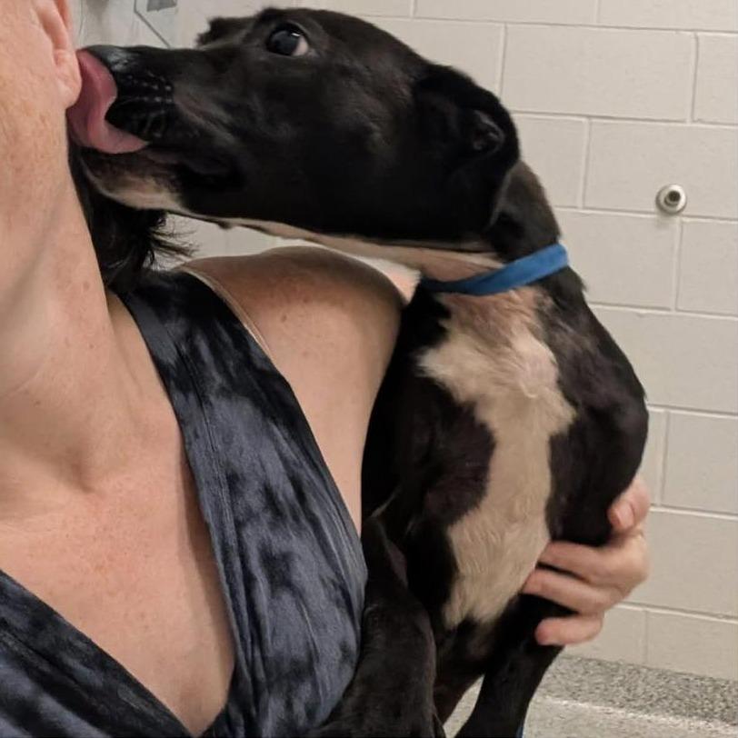 Enlarge LOLA   Available NOW - ADOPTION or RESCUE!, a Adoptable Mixed Breed in Nashville, NC image 5/6