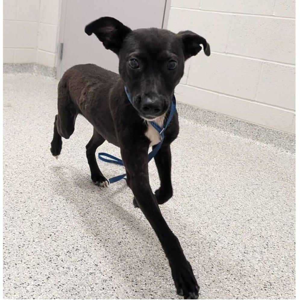 Enlarge LOLA   Available NOW - ADOPTION or RESCUE!, a Adoptable Mixed Breed in Nashville, NC image 6/6