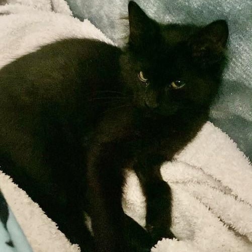 Enlarge Slim Jim UP FOR ADOPTION, a Adoptable Domestic Medium Hair in Murrells Inlet, SC image 2/2