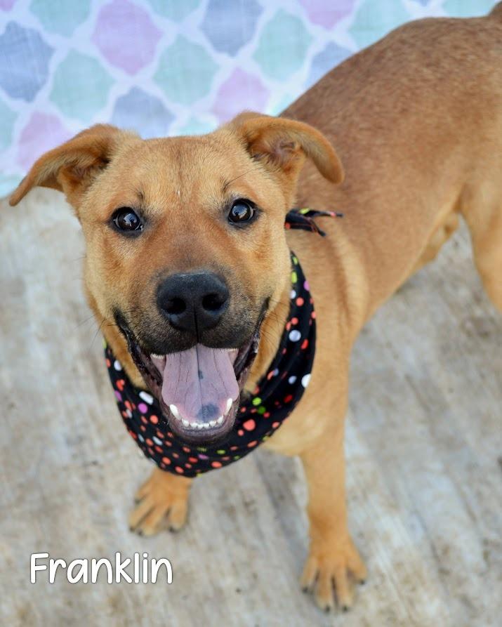 Franklin, Adoptable, Young Male Hound.