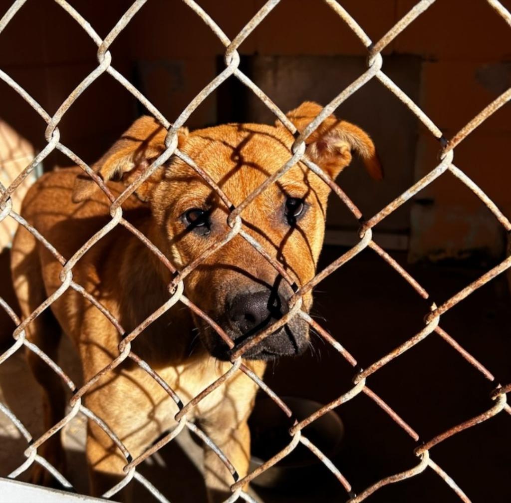 Enlarge Franklin, a Adoptable Hound in Gautier, MS image 2/2