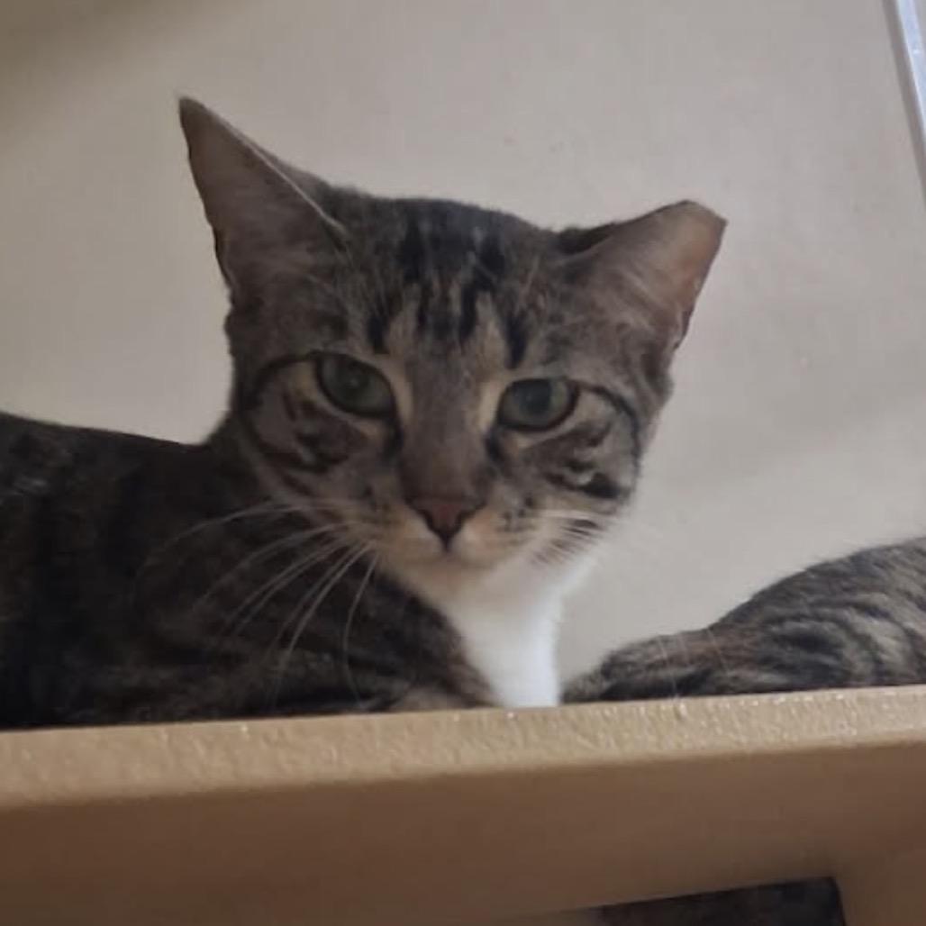 Nova, Adoptable, Young Male American Shorthair.