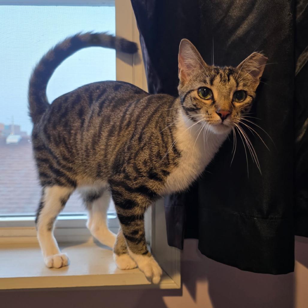 Enlarge Bentley, a Adoptable American Shorthair in Oceanside, NY image 1/3