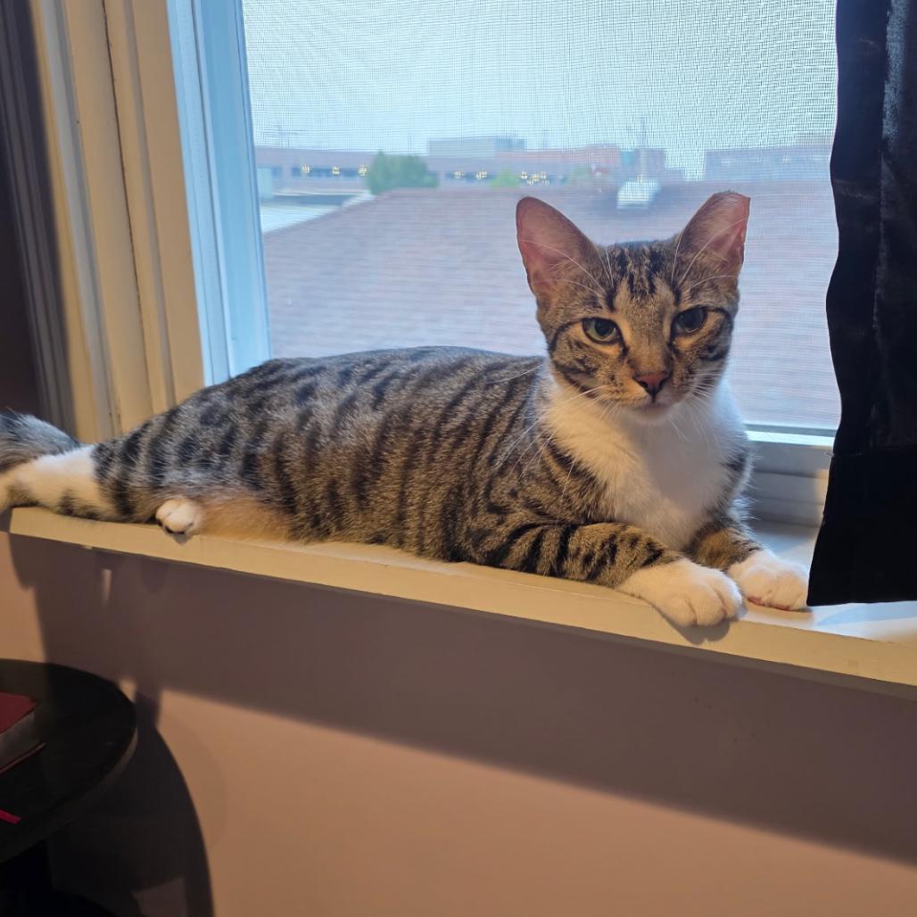 Enlarge Bentley, a Adoptable American Shorthair in Oceanside, NY image 2/3