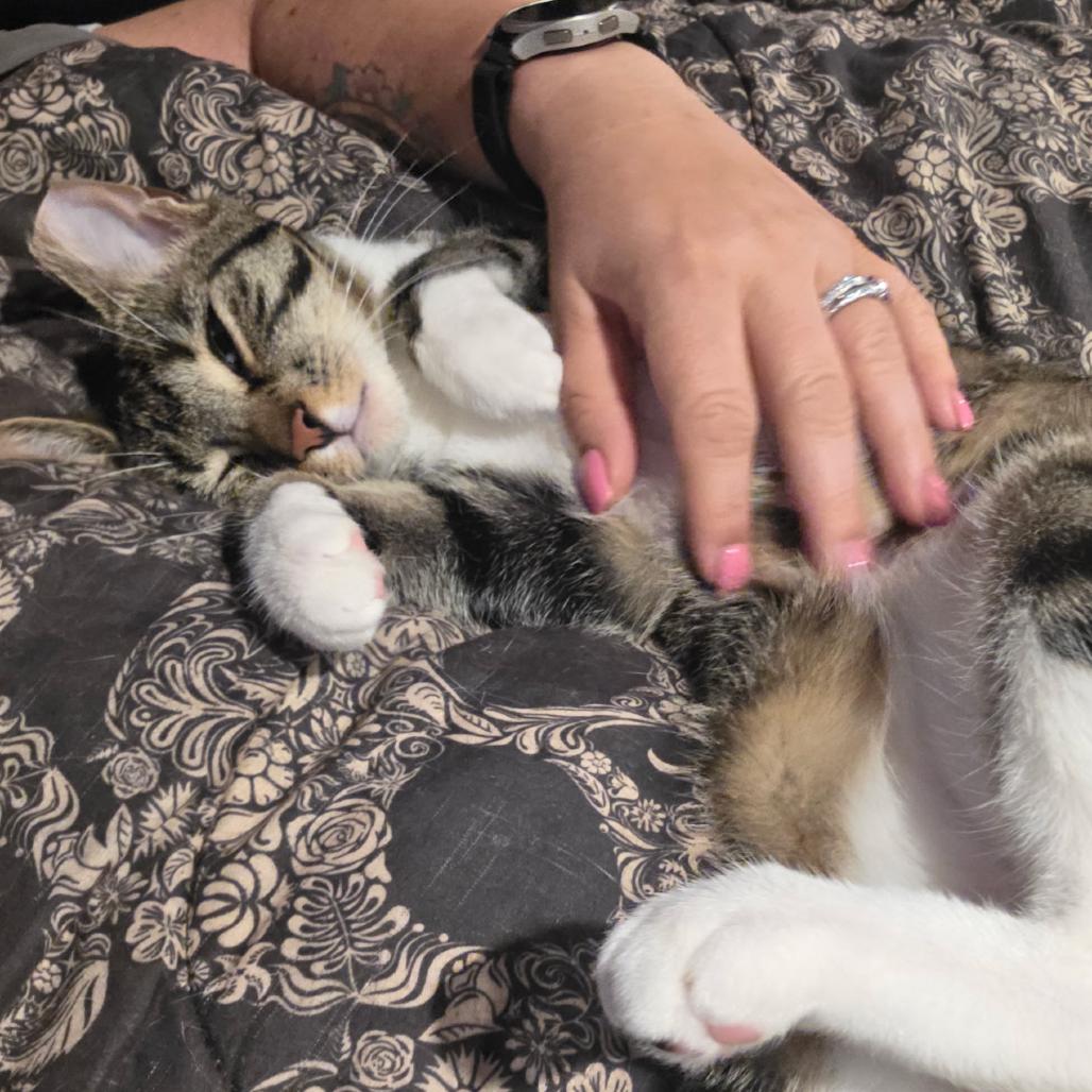 Enlarge Bentley, a Adoptable American Shorthair in Oceanside, NY image 3/3