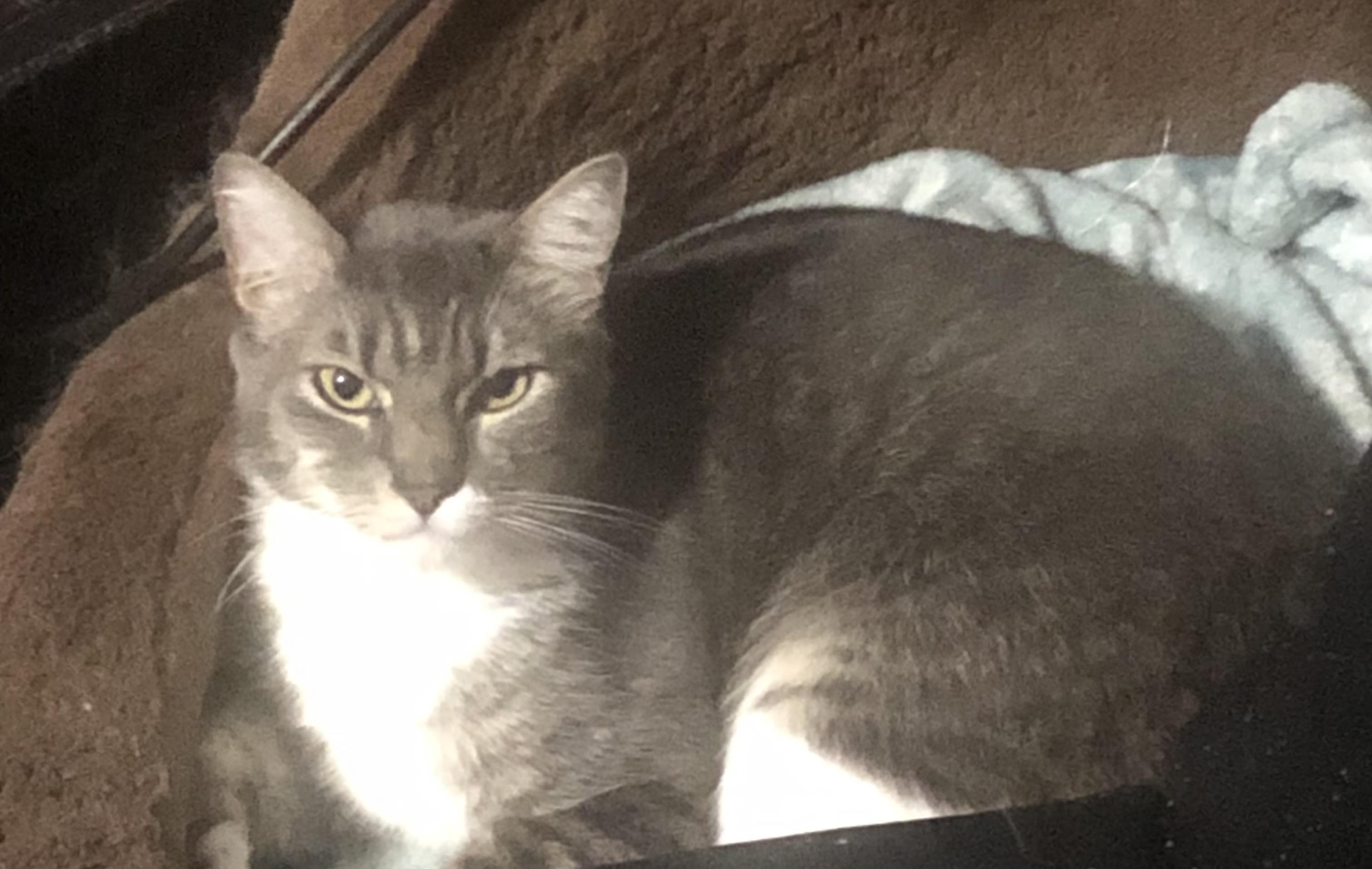 Enlarge Minnie, a Adoptable Domestic Short Hair in Ormond beach, FL image 1/1