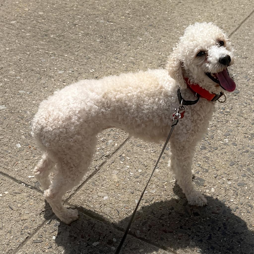 Mini, ADOPTABLE, Adult • Female, Miniature Poodle.