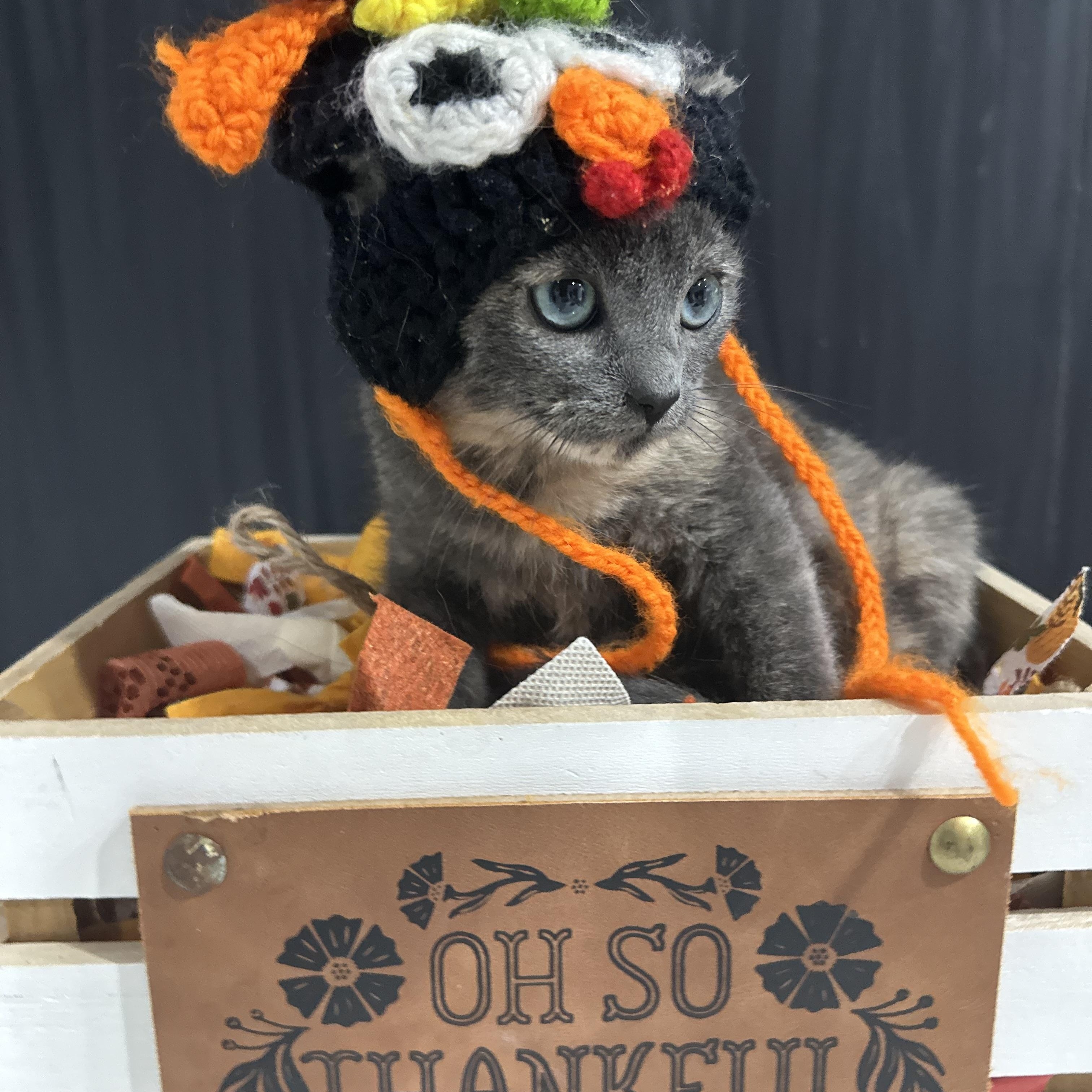 Enlarge Sage, a Adoptable Dilute Tortoiseshell in HUNTINGTON BEACH, CA image 3/3
