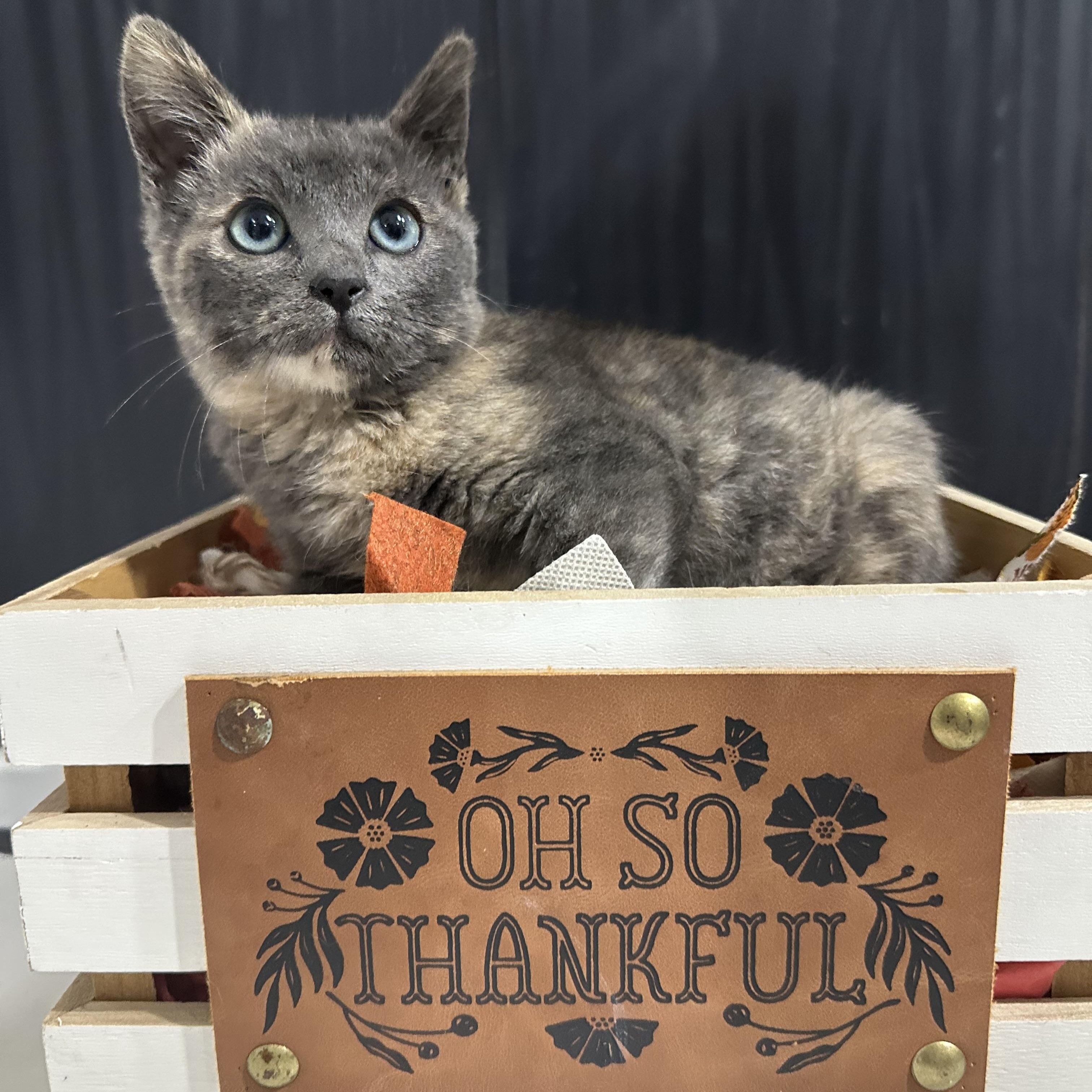 Enlarge Sage, a Adoptable Dilute Tortoiseshell in HUNTINGTON BEACH, CA image 2/3