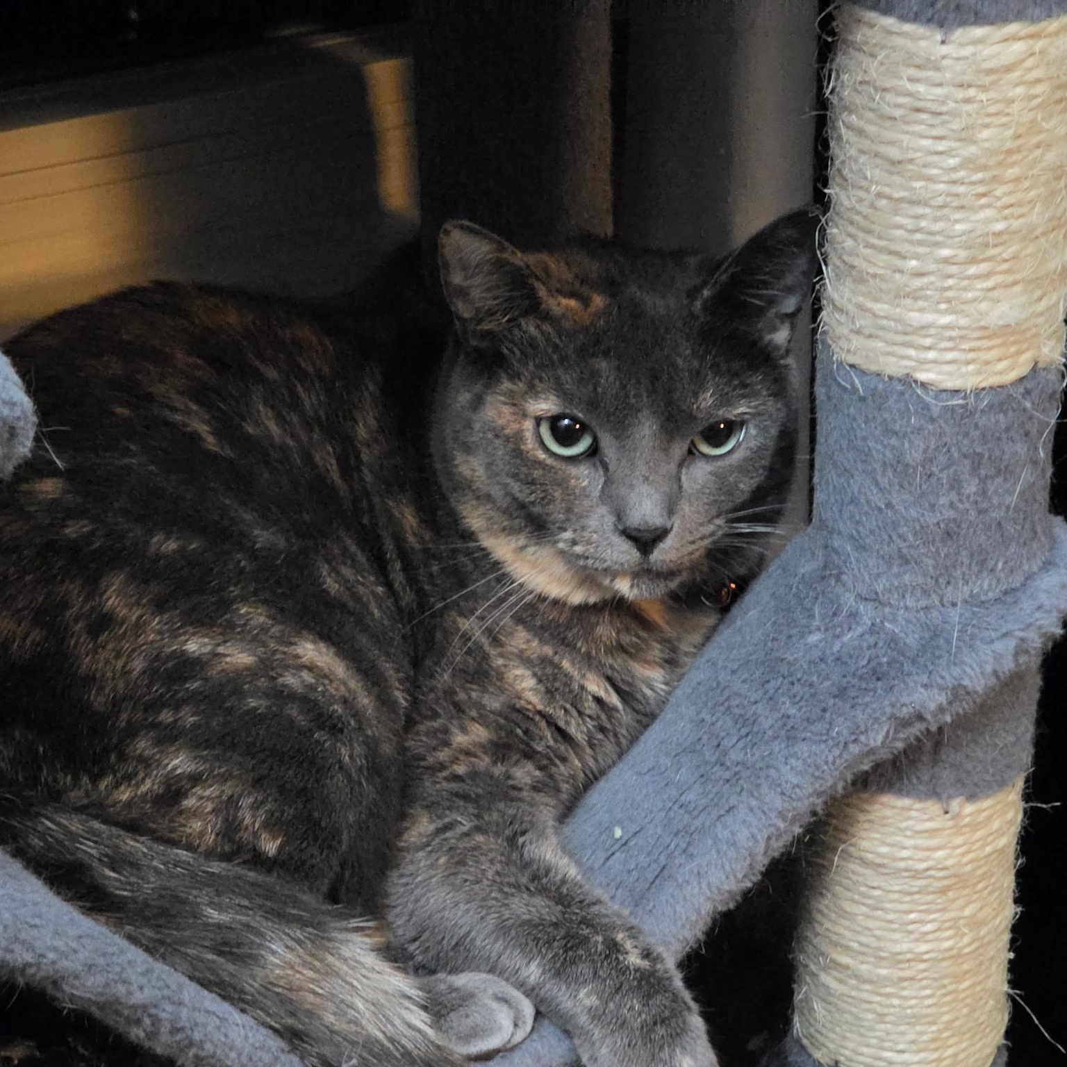 Sage, Adoptable, Young Female Dilute Tortoiseshell.
