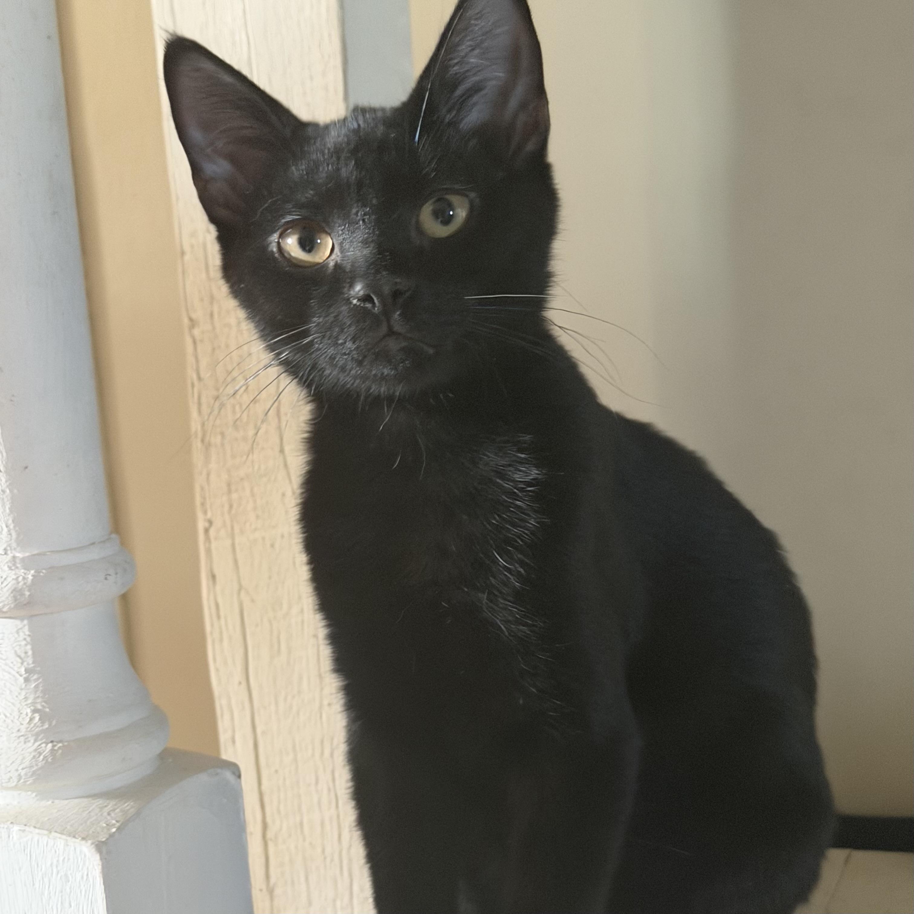 Goku, adoptable, Kitten Male Domestic Short Hair.