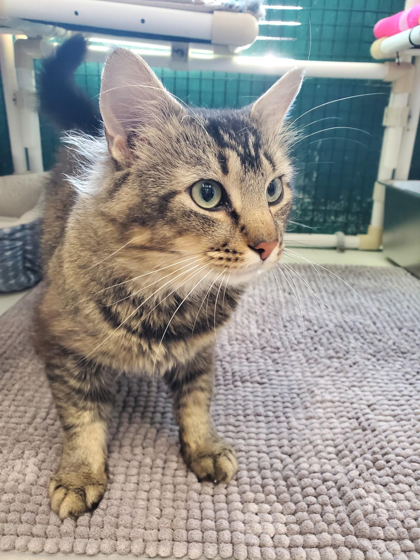 Banana Bread, adopted, Adult Male Domestic Medium Hair.