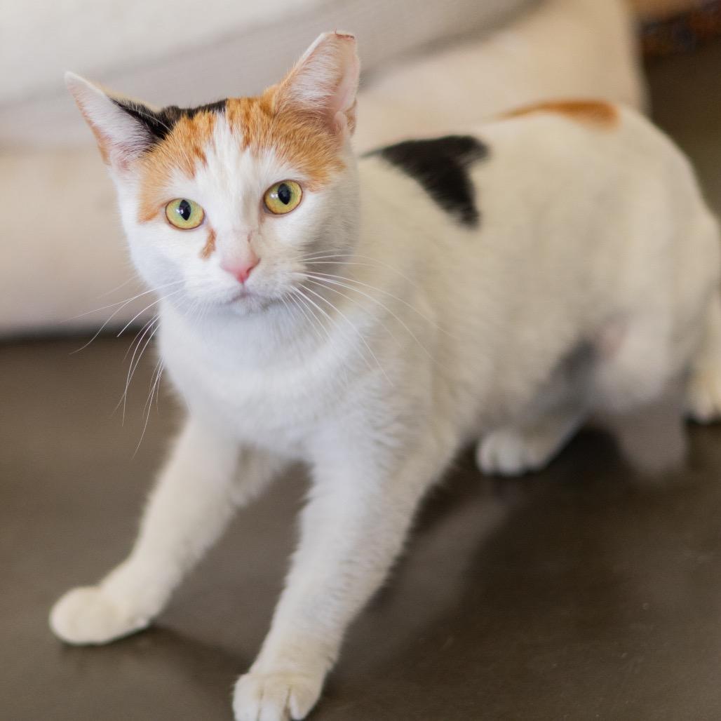 Stella — thumbnail 2