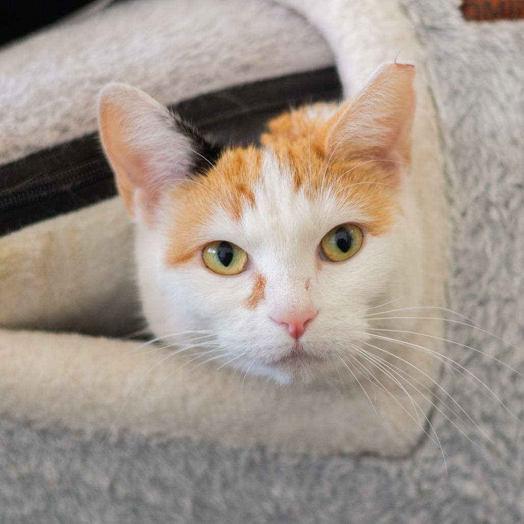 Stella — thumbnail 3