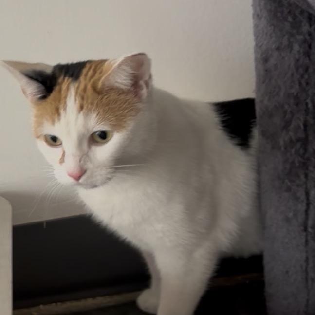 Stella — thumbnail 4