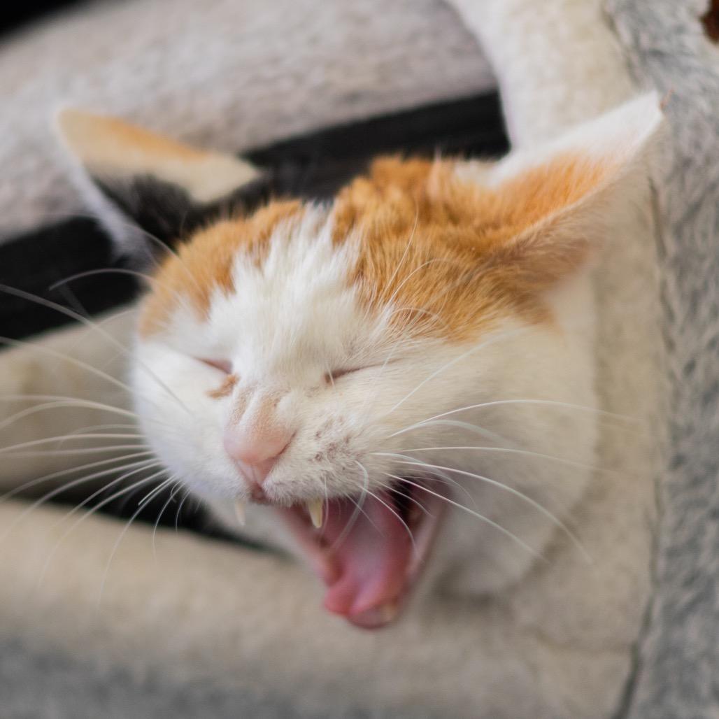 Stella — thumbnail 5