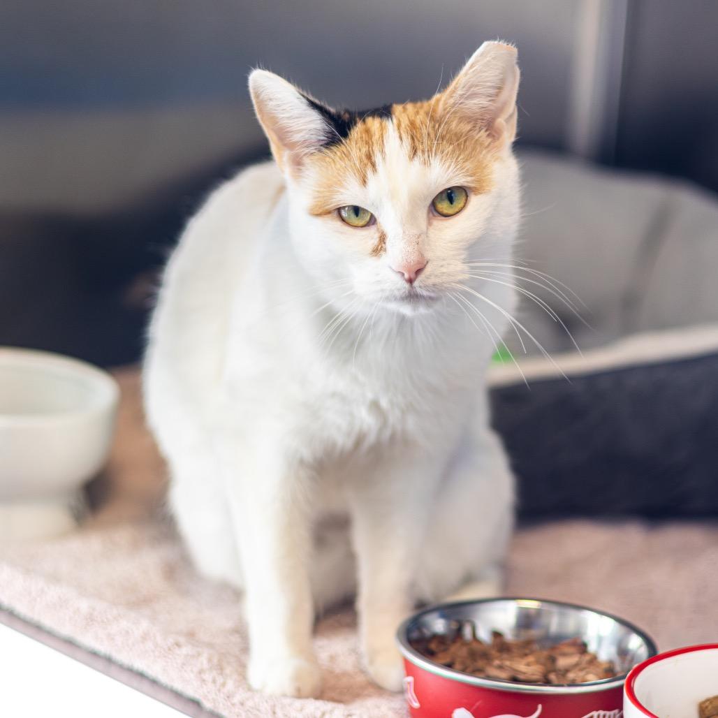 Stella — thumbnail 6