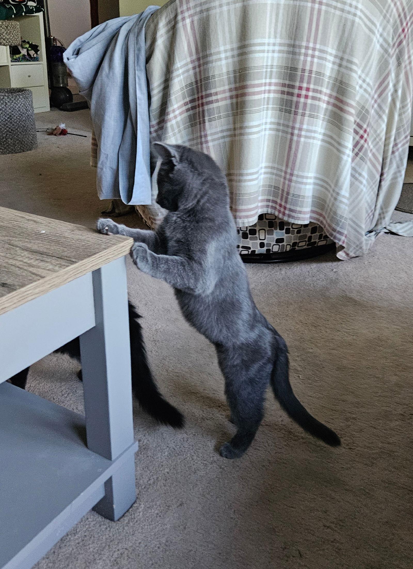 Enlarge Cold Brew, a Adopted Domestic Short Hair in Wheaton, IL image 1/3