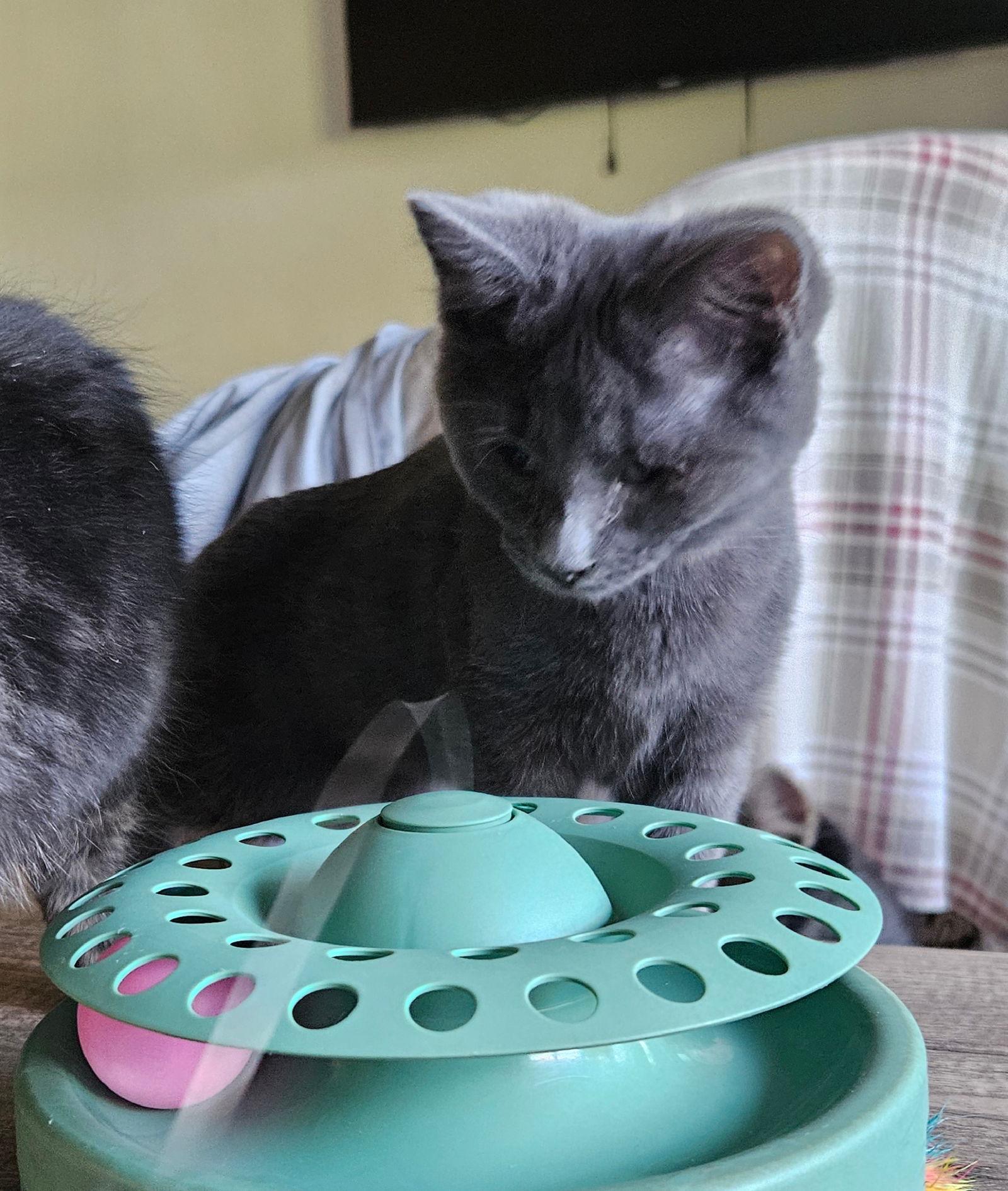 Enlarge Cold Brew, a Adopted Domestic Short Hair in Wheaton, IL image 2/3