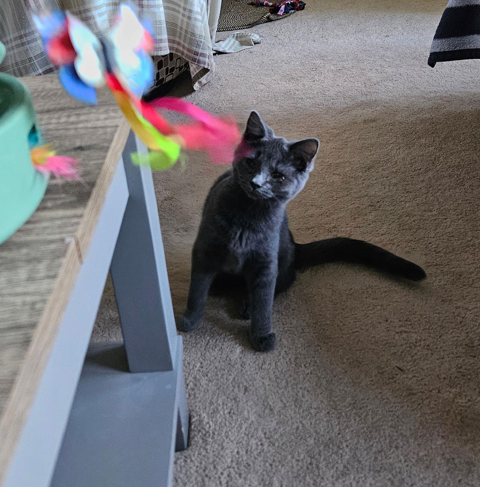 Enlarge Cold Brew, a Adopted Domestic Short Hair in Wheaton, IL image 3/3