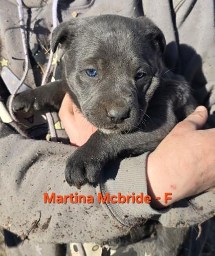 Enlarge Martina McBride, a Adoptable mixed breed in Klamath Falls, OR image 1/1