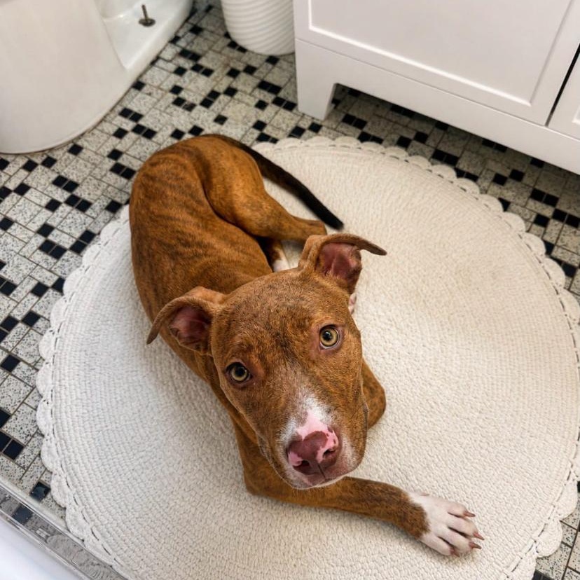 Phil, ADOPTABLE, Puppy Male Pit Bull Terrier.