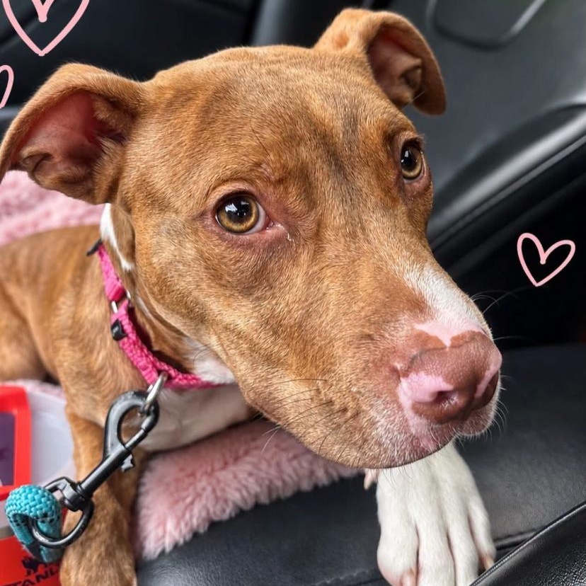 Phil, a ADOPTABLE mixed breed in Philadelphia, PA image 5/5
