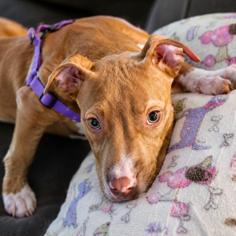 Phil, ADOPTABLE, Puppy Male Pit Bull Terrier.