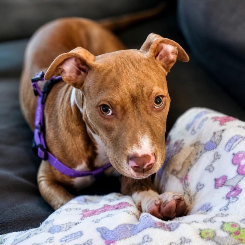 Phil, a ADOPTABLE mixed breed in Philadelphia, PA image 2/5