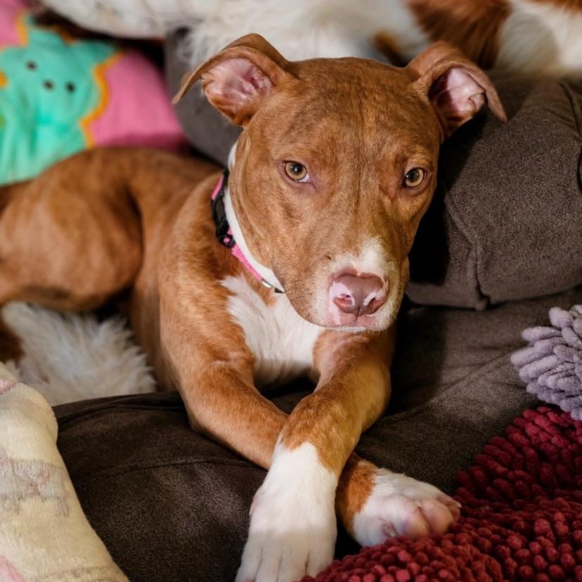 Enlarge Phil, a ADOPTABLE mixed breed in Philadelphia, PA image 6/6