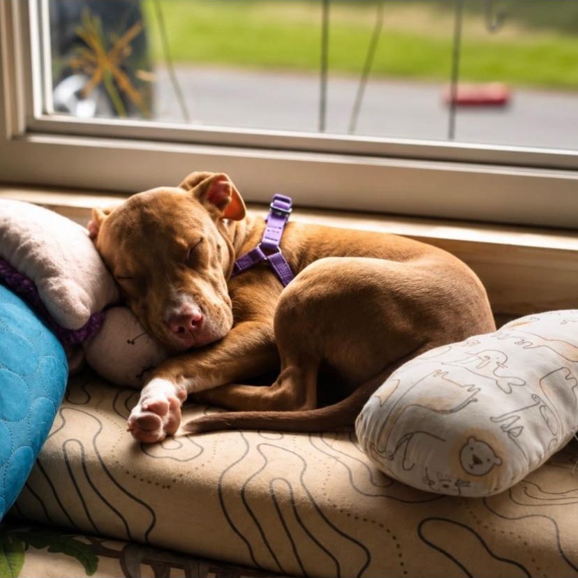 Phil, a ADOPTABLE mixed breed in Philadelphia, PA image 4/5