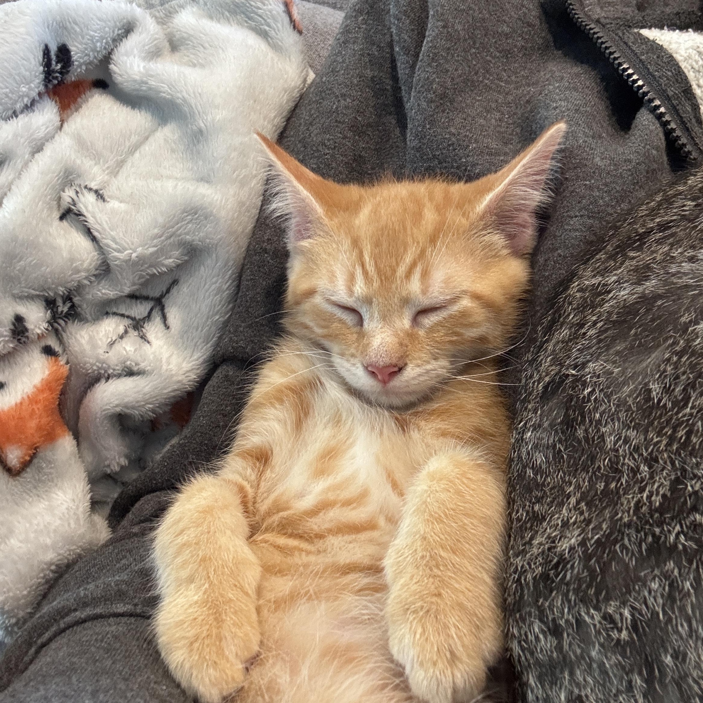 Enlarge Mango & Poppy - 4 MONTHS - A LITTLE BIT OF CHILL, A WHOLE LOT OF THRILL, a ADOPTABLE Domestic Short Hair in Bristow, VA image 3/5