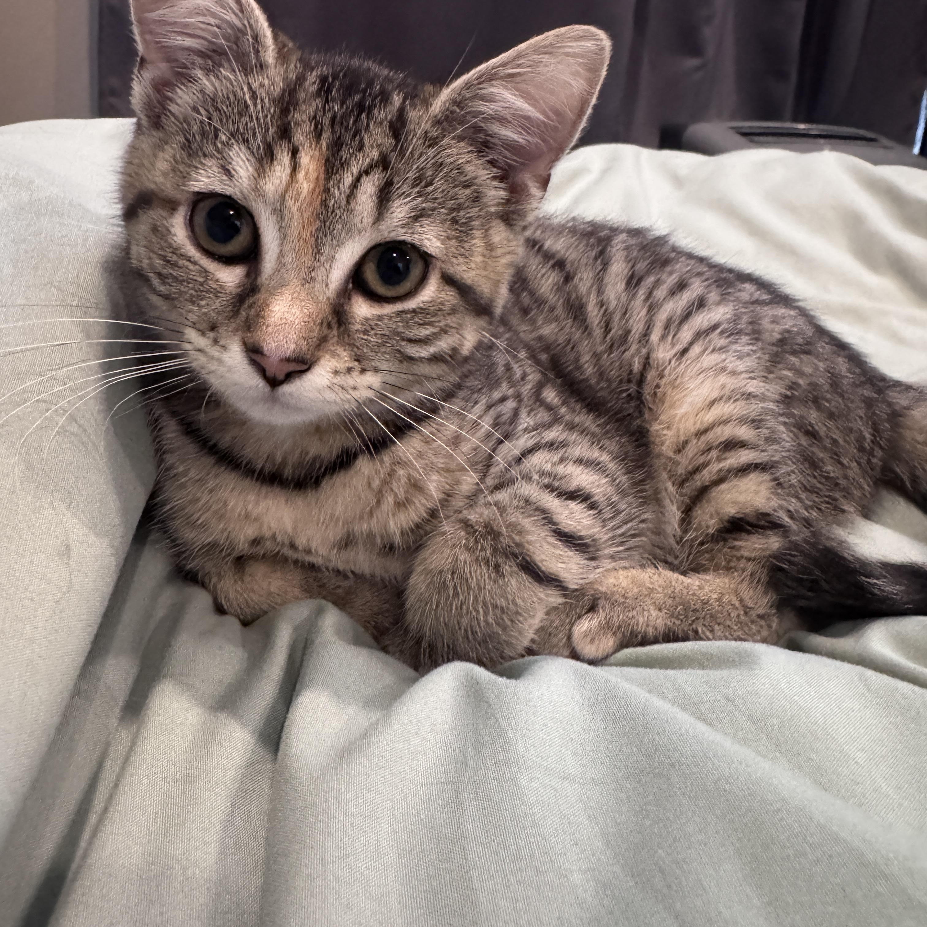 Enlarge Mango & Poppy - 4 MONTHS - A LITTLE BIT OF CHILL, A WHOLE LOT OF THRILL, a ADOPTABLE Domestic Short Hair in Bristow, VA image 2/5