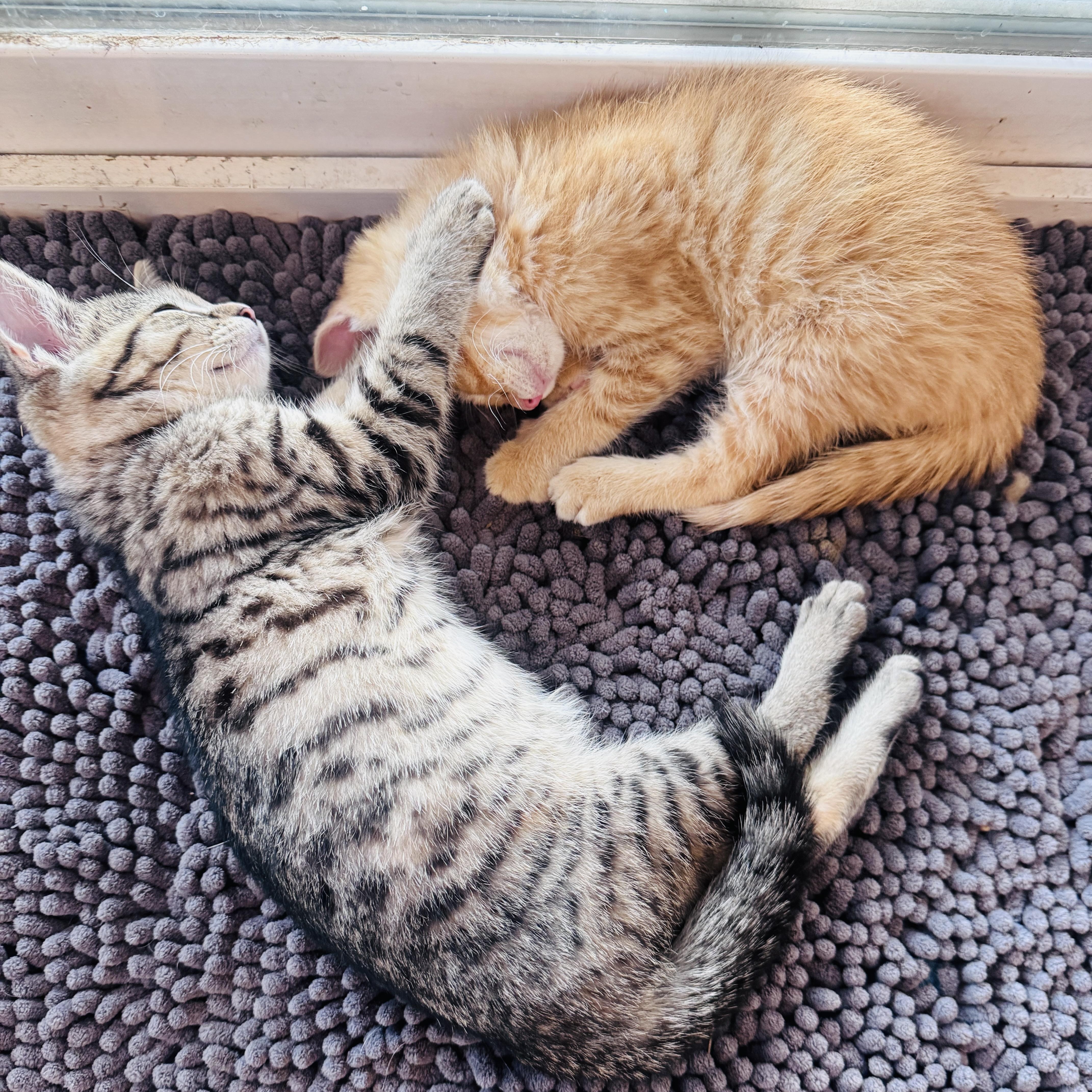 Enlarge Mango & Poppy - 4 MONTHS - A LITTLE BIT OF CHILL, A WHOLE LOT OF THRILL, a ADOPTABLE Domestic Short Hair in Bristow, VA image 4/5