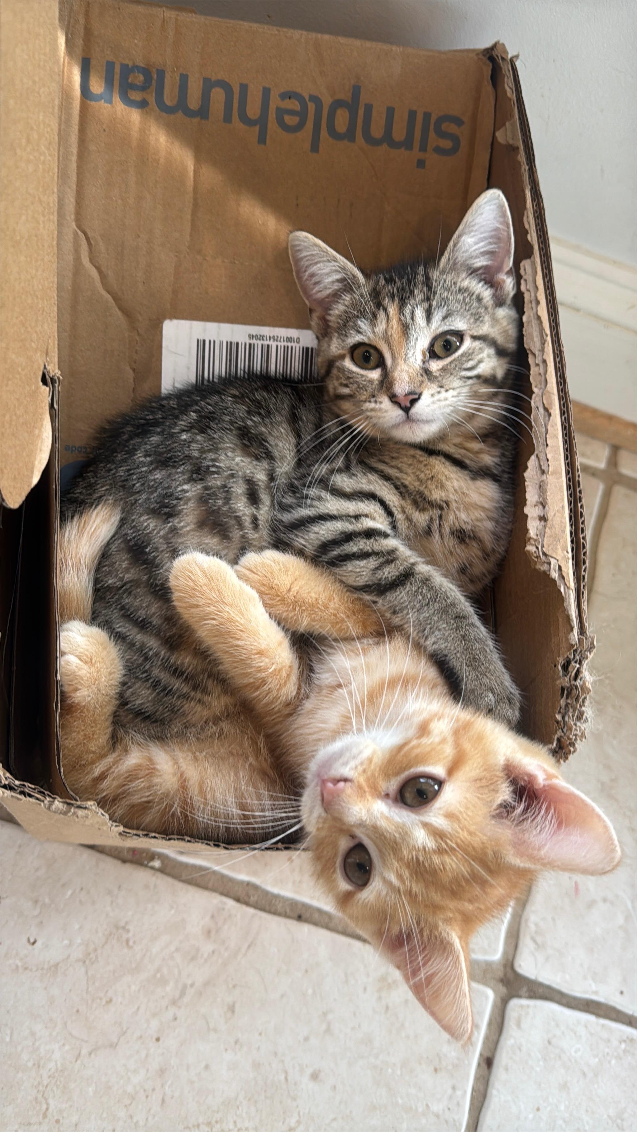 Mango & Poppy - 4 MONTHS - A LITTLE BIT OF CHILL, A WHOLE LOT OF THRILL, ADOPTABLE, Kitten Male Domestic Short Hair.